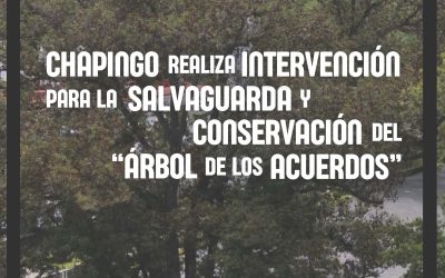 Intervención para la conservación del “Árbol de los Acuerdos”